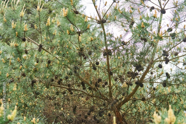 Fototapeta 松の花