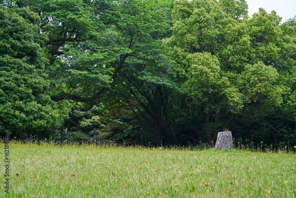 Fototapeta 黄色い花が咲く草原
