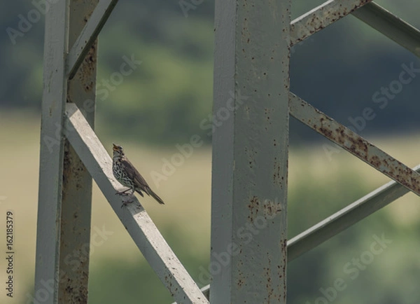 Fototapeta Thrush bird on electric post