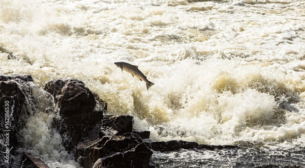 Obraz Atlantic Salmon, Salmo salar, leaping in turbulent waterfalls in Kristiansand, Norway