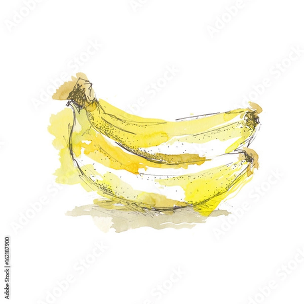Fototapeta Watercolor sketch of isolated banana