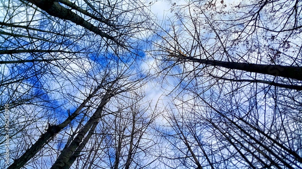 Obraz 황량한 겨울 숲에서 본 하늘