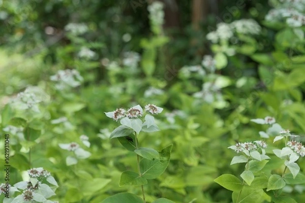 Fototapeta マウンテンミントが花を咲かせている