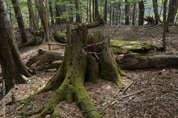 Obraz 朽ちた木の根