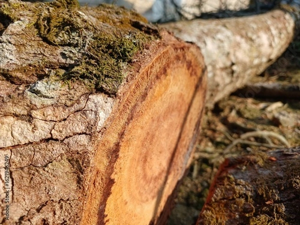 Obraz Durian Tree moss and Textured