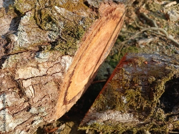 Obraz Durian Tree moss and Textured