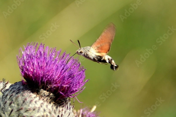 Fototapeta Taubenschwänzchen