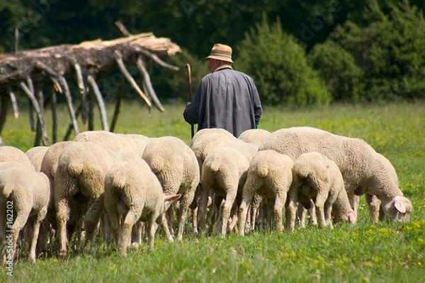 Obraz Owce z pasterzem