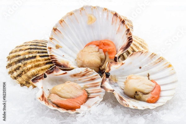 Obraz Closed and opened scallop is placed on ice