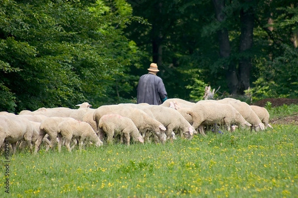 Obraz schäfer mit herde