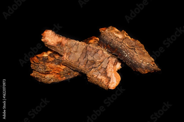 Obraz tree bark isolated on white background