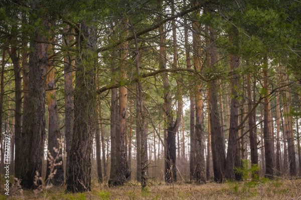Fototapeta Morning Pine Forest