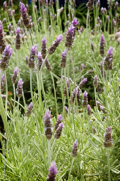 Fototapeta Lavender field