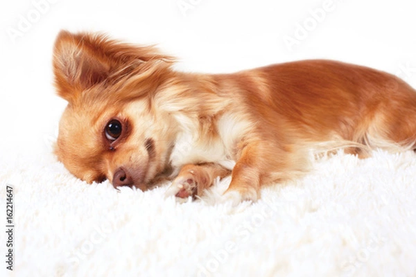 Fototapeta Cute redhead chihuahua fun looks at the camera. Close -up