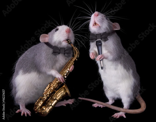 Obraz Musical Rats