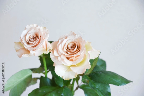 Obraz コーラルピンクのばら