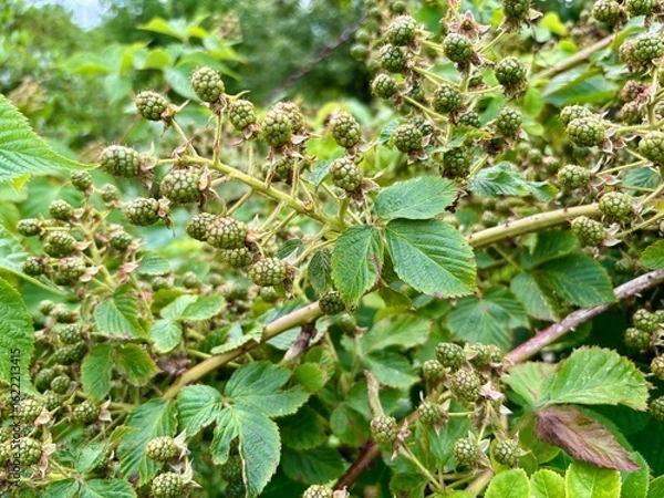 Obraz Dojrzewające jeżyny