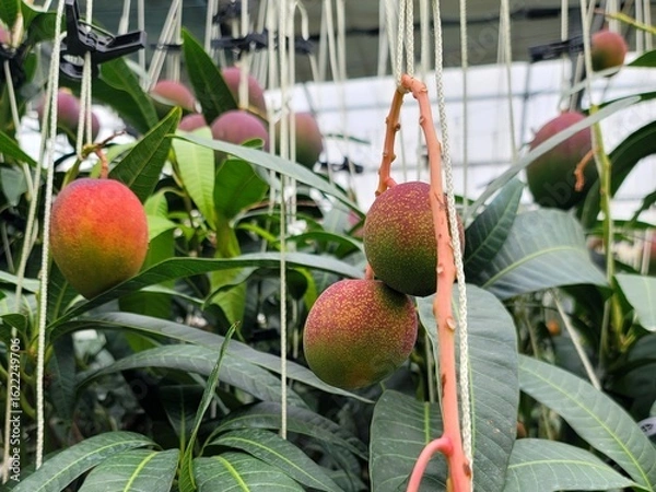Obraz Ripe apple mangoes, mango fruits hanging in clusters