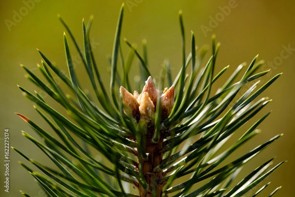 Fototapeta Pine Bud with Resin Droplets: Natures Sticky Secret. Pine Tree Bud with Sap Droplets