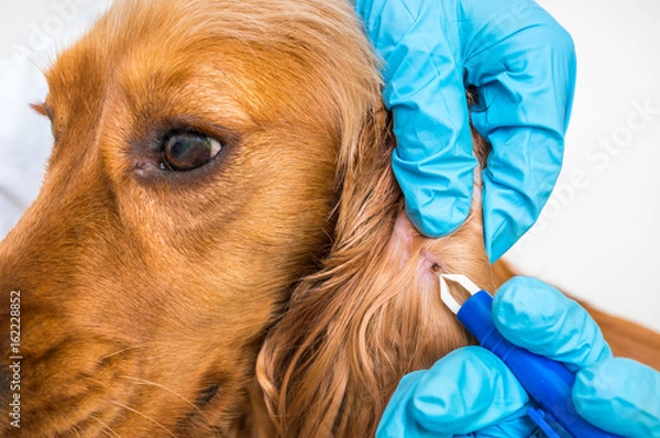 Fototapeta Weterynarz usuwający kleszcza z psa Cocker Spaniel