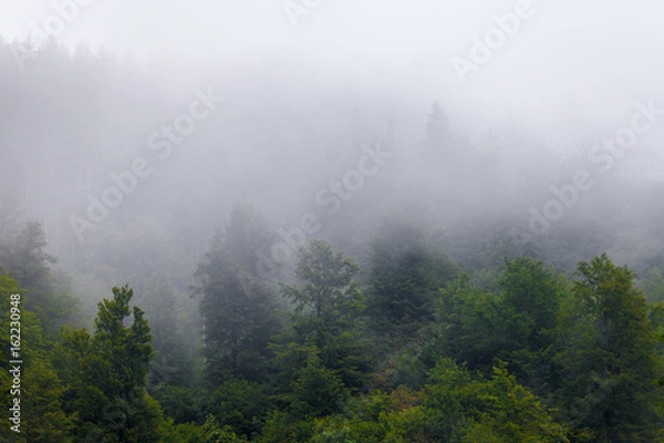 Obraz Misty forrest