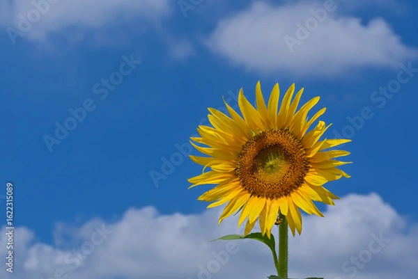 Obraz ヒマワリの花（Sunflower）