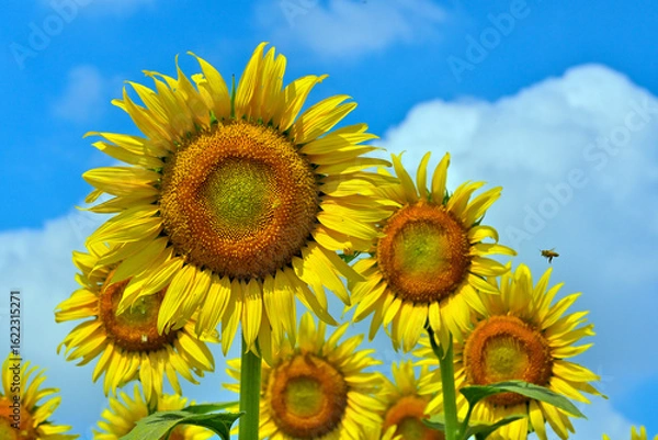 Obraz ヒマワリの花（Sunflower）