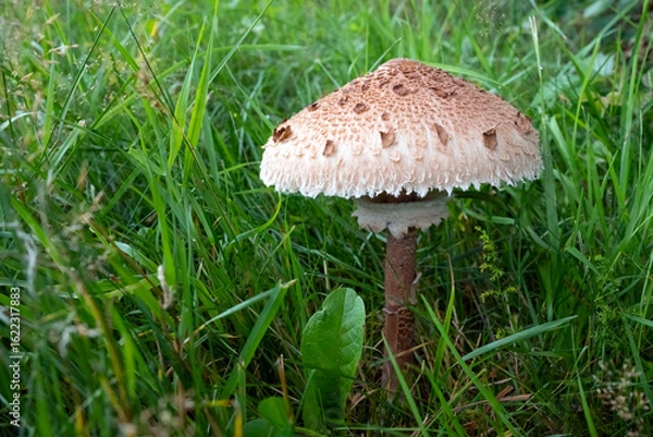 Obraz Pilz auf der Weide