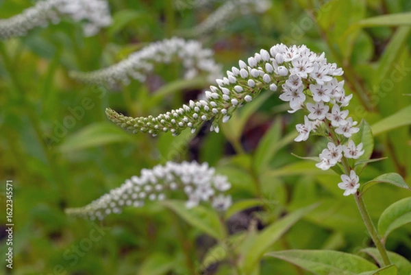 Obraz Wellenförmige Blüte