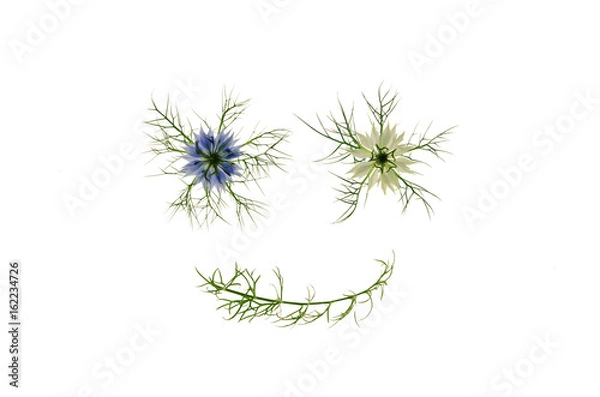 Fototapeta ニゲラの花でキモカワイイ顔