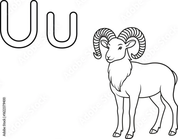 Fototapeta Alphabet coloring page letter U with urial