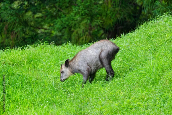 Obraz 草原で草を食べるニホンカモシカ
