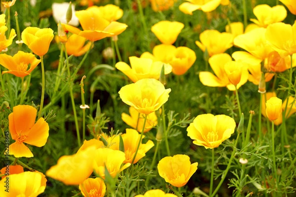 Obraz ナスタチウム