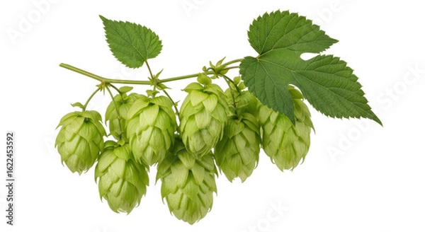 Fototapeta Isolated Hops Branch