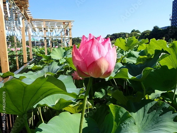 Fototapeta 夏の「風鈴」と「蓮の花」