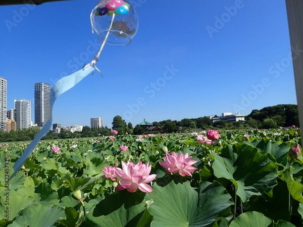 Fototapeta 夏の「風鈴」と「蓮の花」