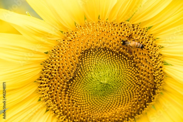 Obraz Closed up of sunflower plant with bee background