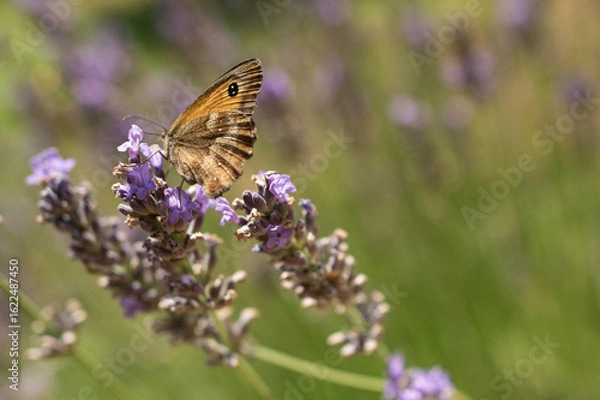 Obraz Papillon sur Lavande