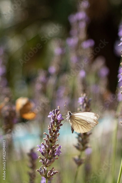 Obraz Papillon sur Lavande 3
