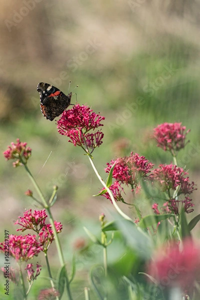 Obraz Papillon sur fleurs 4
