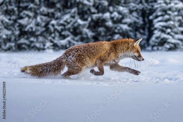 Fototapeta red fox in the snow(Vulpes vulpes) 