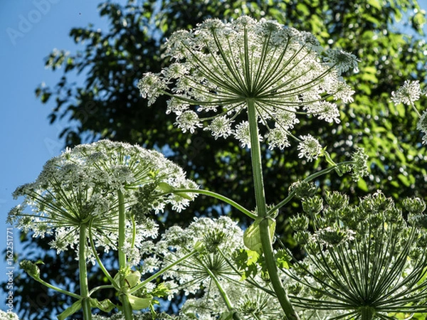 Obraz Großer Bärenklau