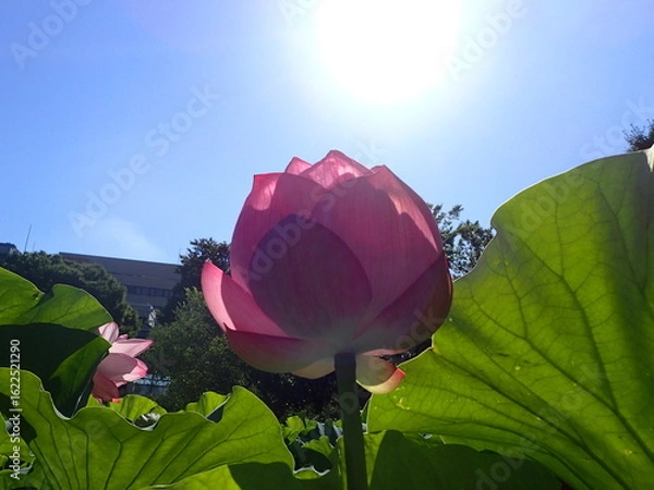 Obraz 夏の太陽の光の中の「蓮の花」
