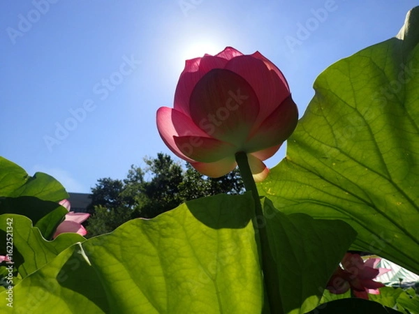 Fototapeta 夏の太陽の光の中の「蓮の花」