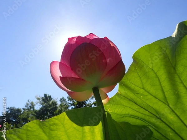 Obraz 夏の太陽の光の中の「蓮の花」