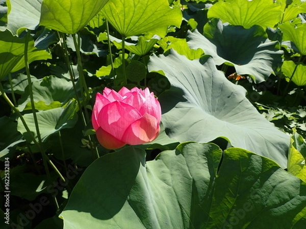 Fototapeta 水辺に咲くピンク色の「蓮の花」