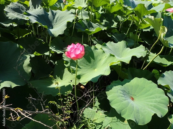 Fototapeta 水辺に咲くピンク色の「蓮の花」