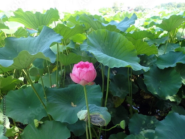 Obraz 水辺に咲くピンク色の「蓮の花」