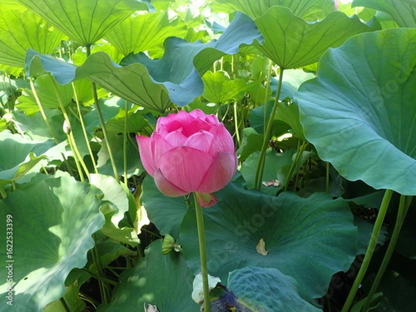 Fototapeta 水辺に咲くピンク色の「蓮の花」