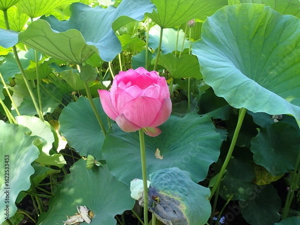 Fototapeta 水辺に咲くピンク色の「蓮の花」